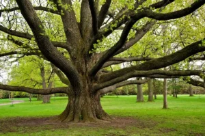 Trimming Mature Trees