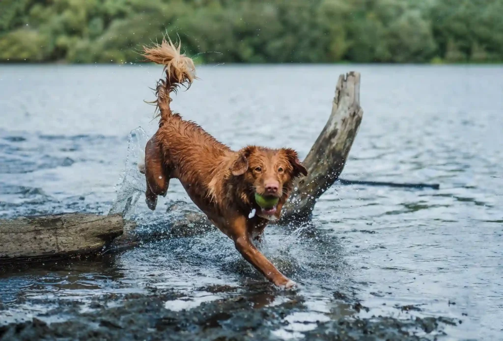 Pet aquamation process explained