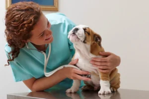 Why In-Home Veterinary Services Are the Key to Stress-Free Pet Care for Busy Parents