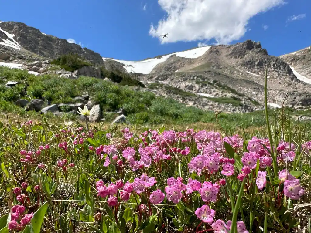Benefits of alpine plants for gardens