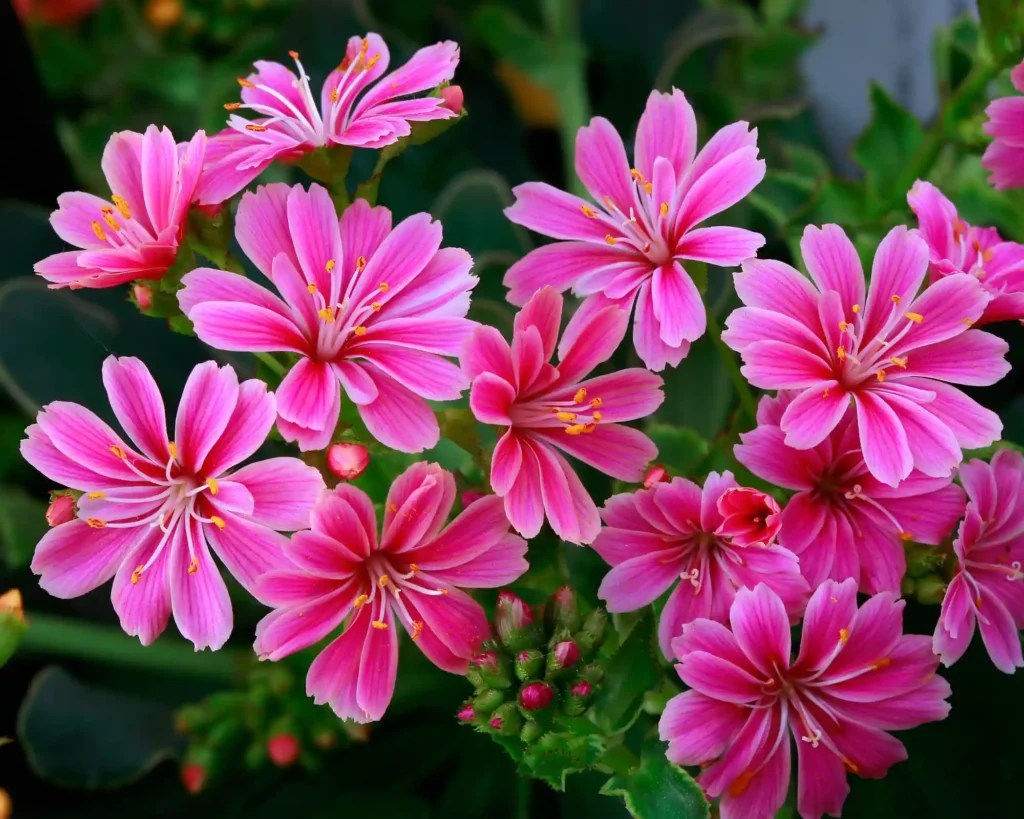 Why Alpine Plants Are the Best Choice for Low-Maintenance Family Gardens